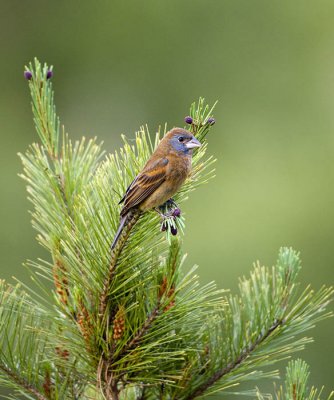 Blue Grosbeak in Pine I