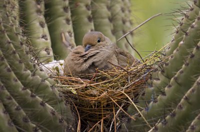 Mourning Dove in Cactus Scottsdale AZ