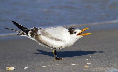 Royal Tern Begging