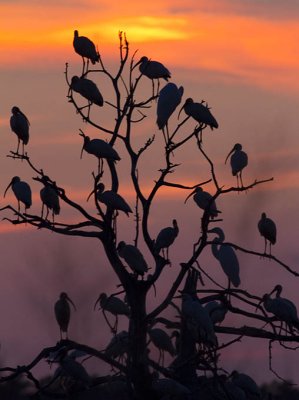 Sunset Roost Pascagoula