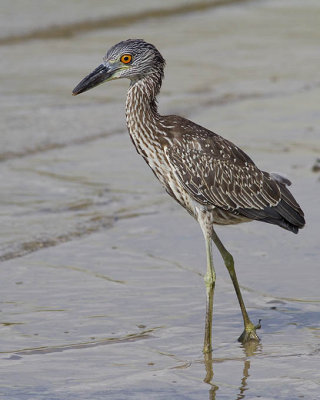 Immature Yellow Crowned Hight Heron