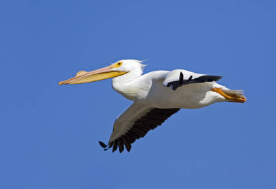 White Pelican Flight.jpg