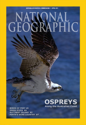 NG_ospreys
