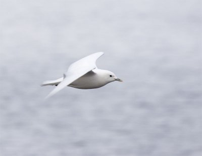 Ivory Gull