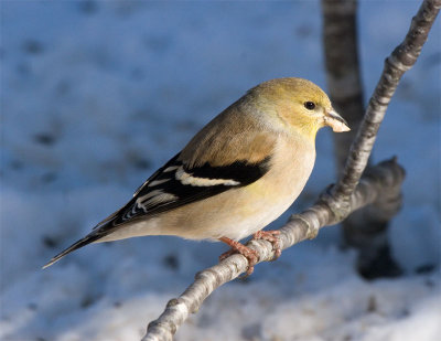 NE Winter Feeder Birds