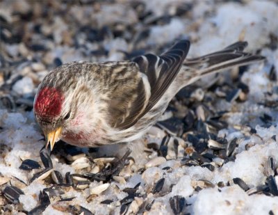 Common Redpoll