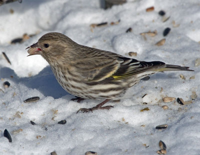 Pine Siskin