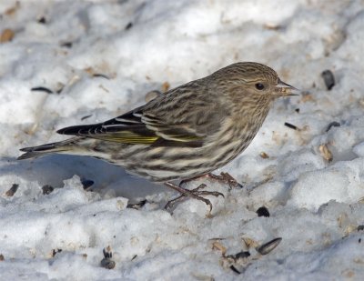 Pine Siskin