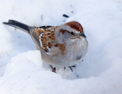 American Tree Sparrow