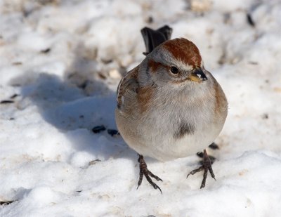 American Tree Sparrow