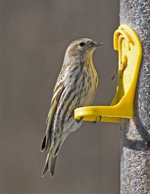 Pine Siskin