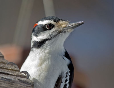 Hairy Woodpecker