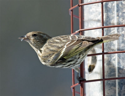 Pine Siskin