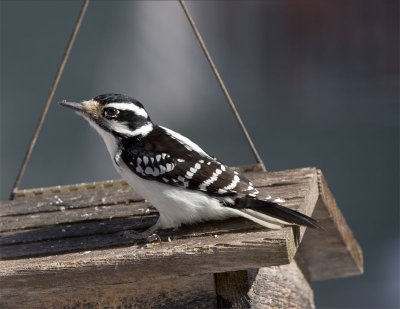 Hairy Woodpecker