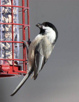 Black-capped Chickadee