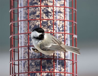 Black-capped Chickadee