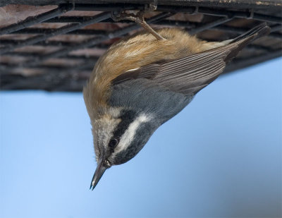 Red-breasted Nuthatch