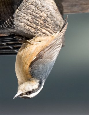 Red-breasted Nuthatch