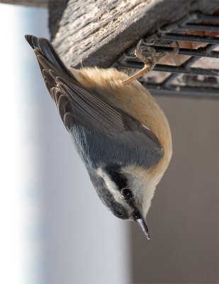 Red-breasted Nuthatch