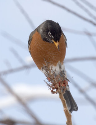 American Robin