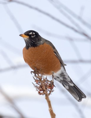 American Robin