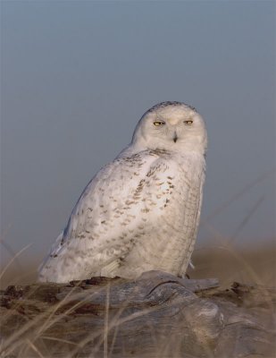 Snowy Owl