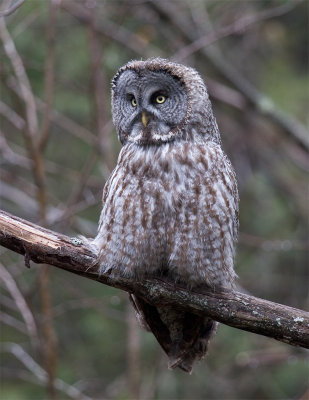 NH Great Gray Owl