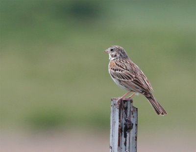 Vesper Sparrow.