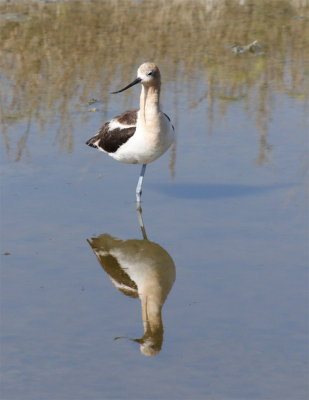 American Avocet.