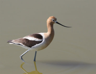 American Avocet.
