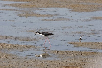 Black-necked Stilt.