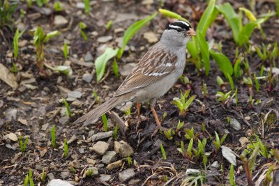 White-crowned Sparrow.