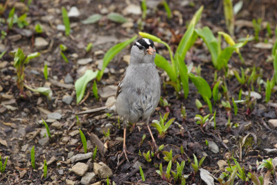 White-crowned Sparrow.