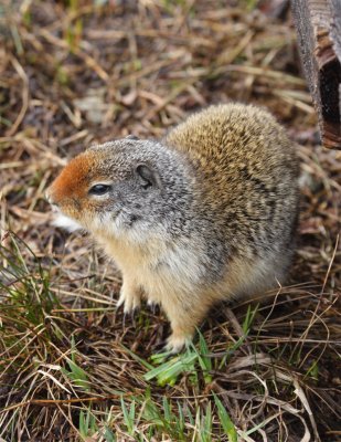 Columbia Ground Squirrel.
