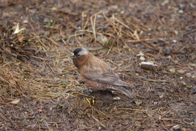 Gray-crowned Rosy Finch.