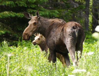Moose. Glacier National Park.