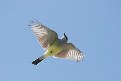 Western Kingbird.