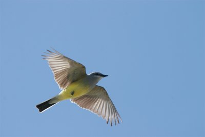 Western Kingbird.