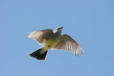 Western Kingbird.