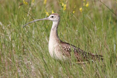 Long-billed Curlew.