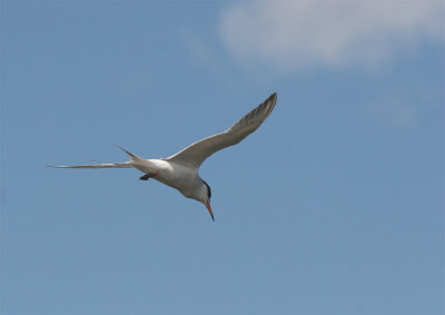 Common Tern.