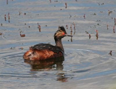 Eared Grebe.