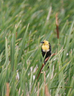 Yellow-headed Blackbird.