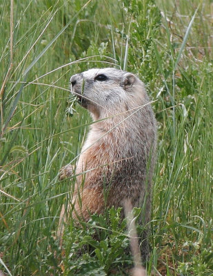 Marmot.