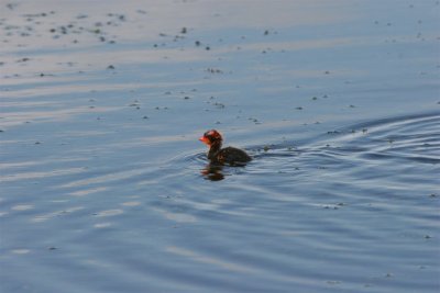 American Coot Chick.