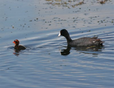 American Coot.