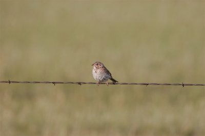 Vesper Sparrow.