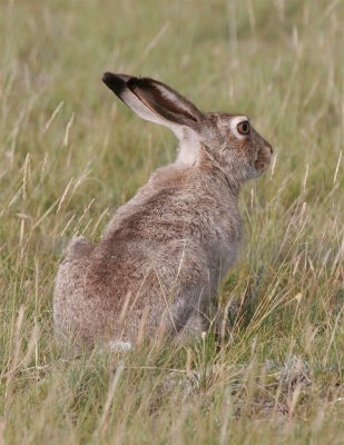 Jack Rabbit.