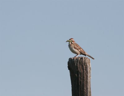 Lark Sparrow.