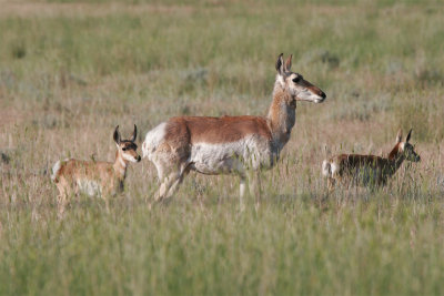 Pronghorn Antelope.